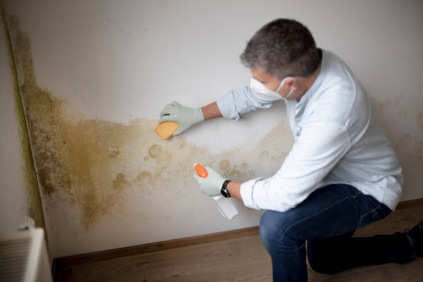 Best Airborne Mold Testing  in Bridgeville, DE